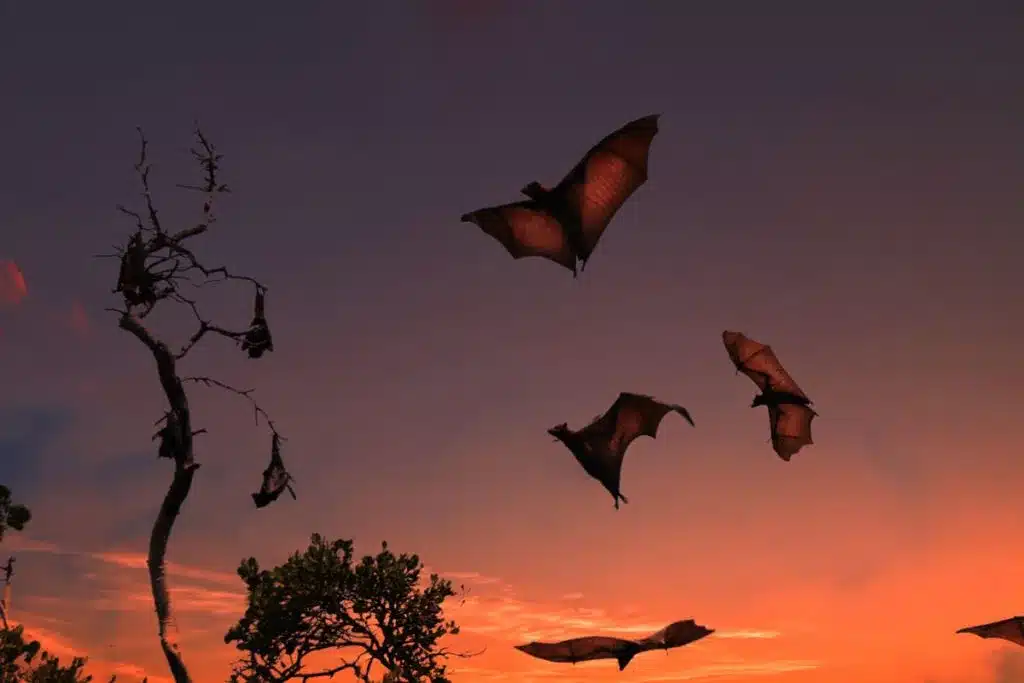 Flying foxes departing Kalong Island at dusk