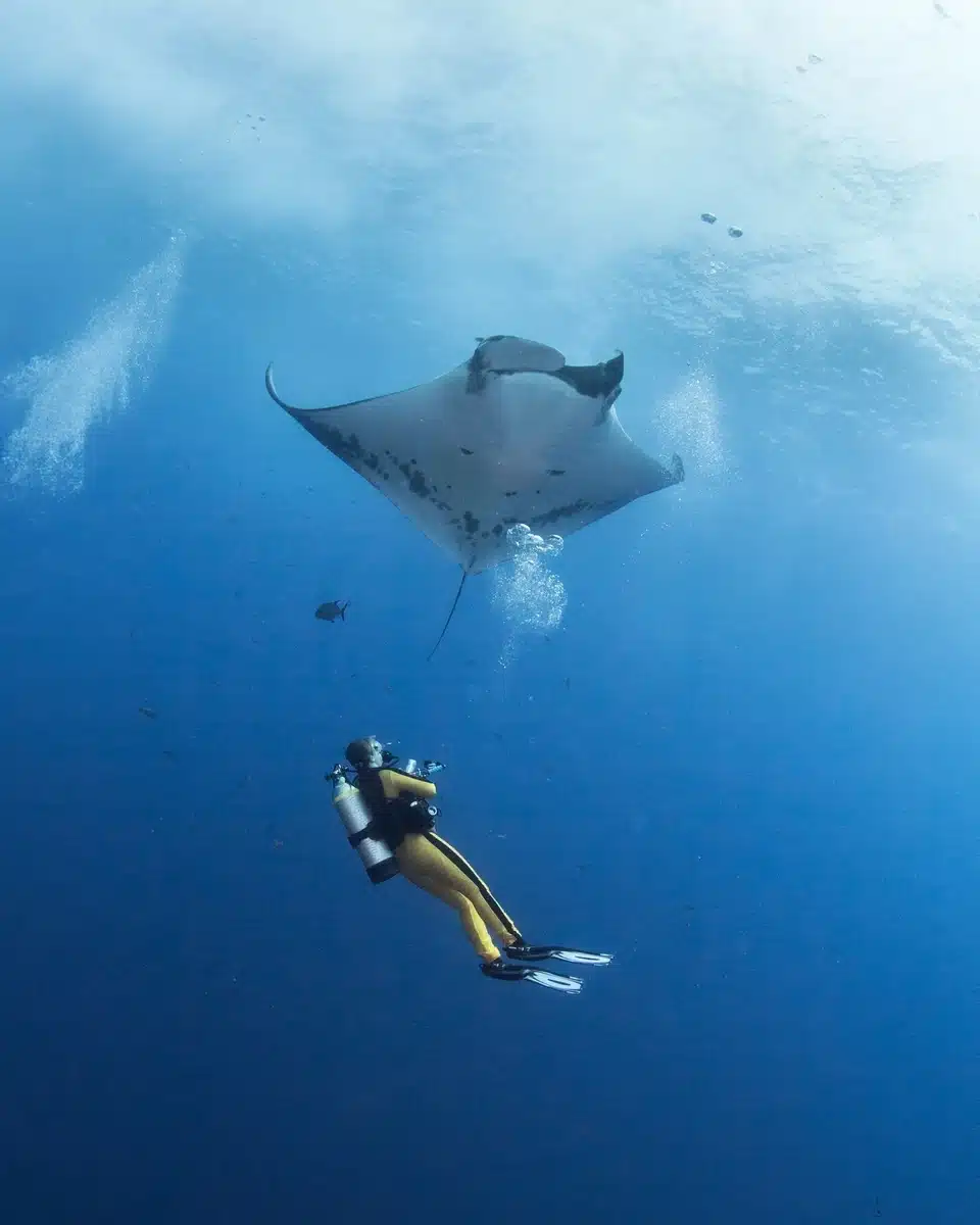 Manta ray at a cleaning station near Komodo