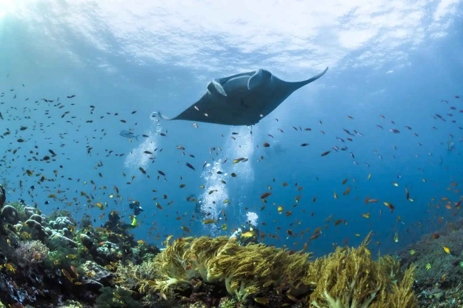 Dampier Strait, manta ray dive site