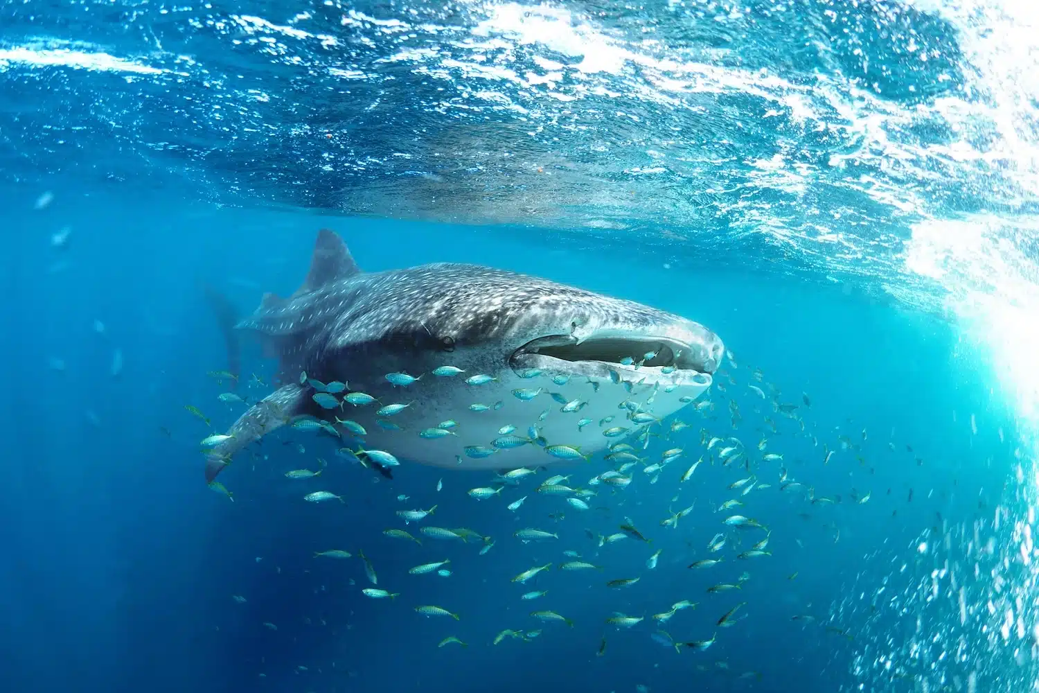 Whale shark in Saleh Bay, Sumbawa